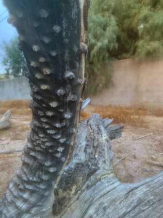 Aug 9 - Dead tree detail  on Brenmar street (reminds me of a dragon).